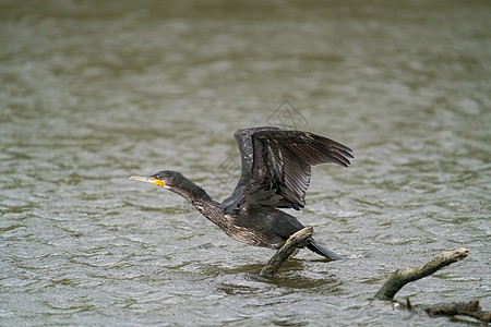大黑焦蓝在捕鱼后烘干其羽毛脊椎动物鸬鹚荒野湿地观鸟航班蓝色账单野生动物动物群图片
