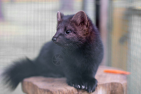黑小黑动物欧洲水貂关在笼子里 关在牢里动物园生物俘虏酒吧宠物外套麻布荒野哺乳动物毛皮图片