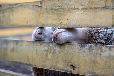 一个男人在栅栏上喂养白羊 羊头撞穿他们的头动物男人家畜农村农场宠物主题生物毛皮羊肉图片