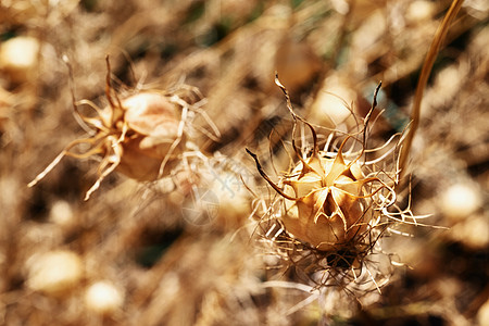 尼盖拉花的干枯种子花头园艺褪色花园场地植物药品植物群植物学胶囊图片