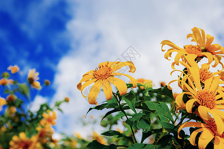 天空的布青花朵荒野蓝色场地天堂幸福爬坡草地植物群国家墙纸图片