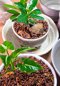 准备用于家庭种植锅的陶瓷碗合子橙子植物生长白色礼物水仙园艺海藻绿色图片