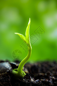 林中年轻植物幼苗树苗芽叶绿色生活叶子植物学生态森林土壤宏观生长图片