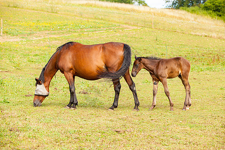 夏天和母亲一起在草原上吃燕子草地农场哺乳动物婴儿感情鬃毛场地鼻子投标小马图片