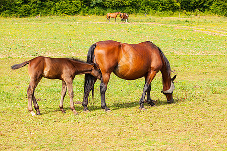 夏天和母亲一起在草原上吃燕子投标哺乳动物婴儿鼻子棕色农场动物马术良种小马图片