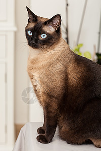 一只美丽的蓝眼睛的可爱西阿米斯养猫肖像小猫头发蓝色大眼睛黑色猫咪动物毛皮白色面具图片