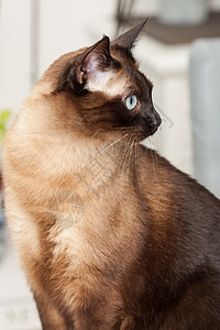 一只美丽的蓝眼睛的可爱西阿米斯养猫肖像猫咪棕色宠物大眼睛面具小猫眼睛哺乳动物动物黑色图片