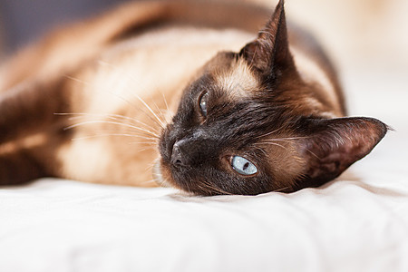 一只美丽的蓝眼睛的可爱西阿米斯养猫肖像哺乳动物猫咪毛皮眼睛面具黑色宠物头发动物大眼睛图片