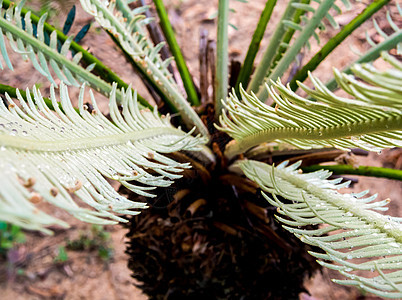 苏铁植物的羽状复叶与水生长水滴化合物叶子毛皮棕榈植物学花园绿色森林图片