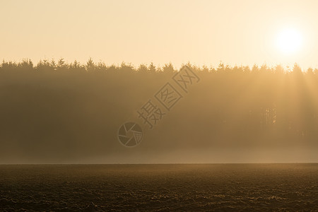 清晨在雾中的国家风景乡村草地太阳阳光晴天场地日落薄雾季节树木图片