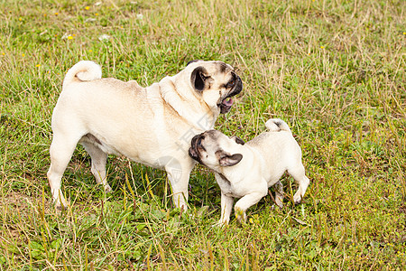 和他爸爸在草地上玩耍的可爱小狗狗妈妈小狗哈巴狗哺乳动物白色棕色宠物动物图片