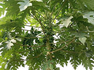 新鲜健康绿色木薯叶子商业宏观贮存环境农场销售购物食物蔬菜图片