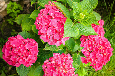 夏日带粉红色花朵的小小杂草灌木环境绣球花绿色粉色植物群紫色叶子活力生长植物学图片
