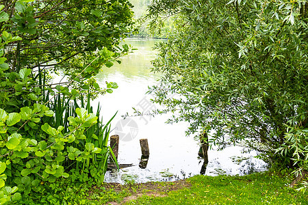 一个夏天的池塘 周围是灌红绿绿植被环境旅游场景季节风景植物公园叶子天空旅行图片