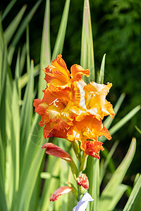 在夏日阳光下紧贴的花朵 橙色椰子菊花绿色花园墙纸花瓣剑兰宏观橙子花束植物学雌蕊图片