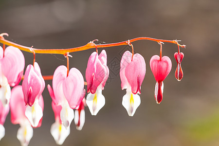 心形柔软的焦点 红花和白花宏观季节演出奇观植物花园花朵背景墙纸植物群图片