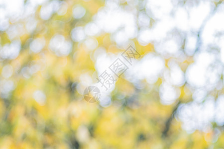 自然中的软焦点 树叶和树树枝植物季节墙纸绿色公园阳光叶子森林环境花园图片