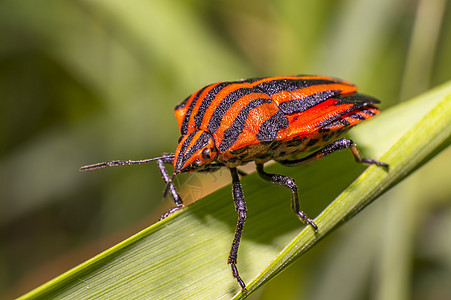 草叶上的红色黑条纹虫休息昆虫森林蜜蜂荒野漏洞热带料斗宏观花园图片