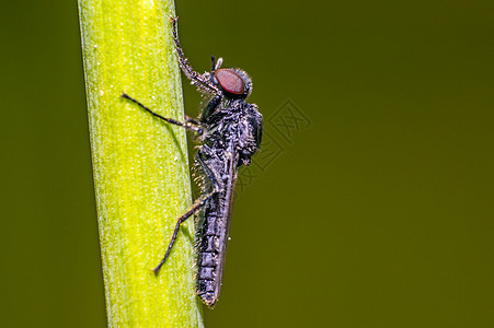青草上的小苍蝇 新鲜季节自然身体蜜蜂瓢虫昆虫甲虫荒野花园森林动物条纹图片