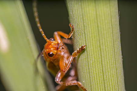草叶上的小柔软甲虫野生动物昆虫学昆虫动物群森林条纹瓢虫蜜蜂生活救援图片