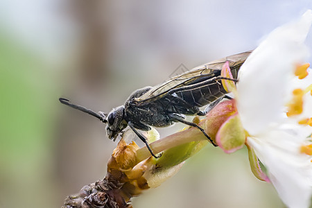 春天吃花芽时的苍蝇虫动物学微距野生动物植物天线生物学动物飞行摄影蜻蜓图片