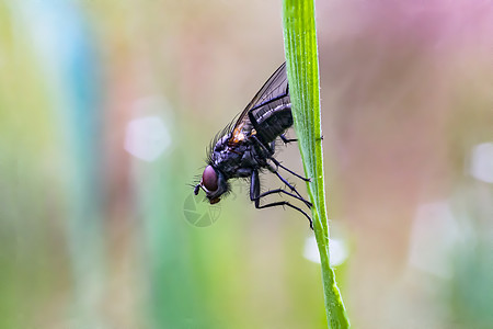 春季第一只小苍蝇触手萤火虫花坛叶子睡眠植物动物灵活性动物学微距图片