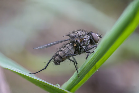 春季第一只小苍蝇灵活性动物学花粉生物学花瓣植物花头花坛蜻蜓微距图片