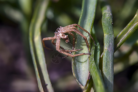 紧闭的捕食蜘蛛皮肤花园生物学瓢虫宏观热带动物群荒野环境野生动物大力士图片