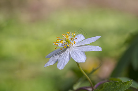 绿季森林中的果林风花花瓣植物学花束野花场地毛茛植物白头翁篮子树木图片