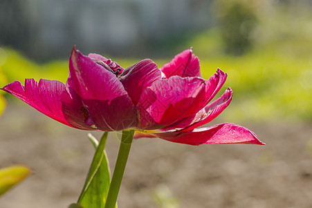 春花在我的夏季花园里奇异果园艺植物群蔬菜李子橙子农场花瓣柠檬季节图片