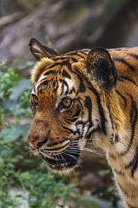 野虎在绿丛林中观察猎物虎头愤怒眼睛哺乳动物动物园森林野猫老虎条纹猎人图片