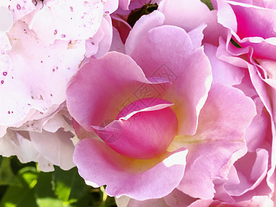 美丽的粉色玫瑰香水活力颜色庆典荒野植物群花瓣植物亮度色彩图片