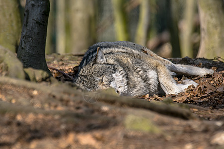 灰狼在绿叶林中寒冷和躲藏鼻子猎物生物犬类捕食者俘虏力量猎人女性危险图片