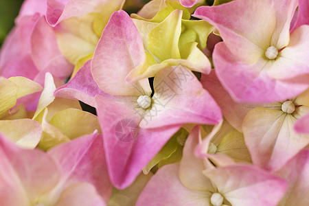 紧贴的花朵生长摄影庆典花序植物学微距植物植物群新生活粉色图片