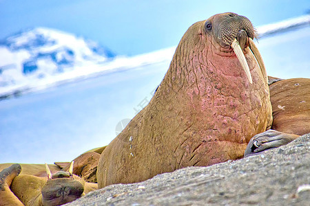 挪威斯瓦尔巴德 北冰洋生态天堂荒野气候多样性全球动物生物哺乳动物野生动物图片