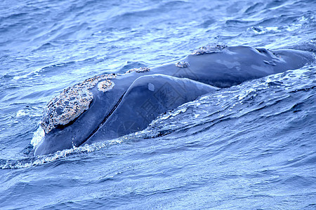 南非西开普省Gansbaai南部的南方右鲸公园哺乳动物动物学栖息地荒野保护观察野生动物旅游环境图片