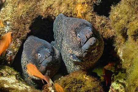 西班牙自然公园地中海Moray潜水自然公园生物鳗鱼野生动物海洋生物荒野生物学多样性栖息地图片