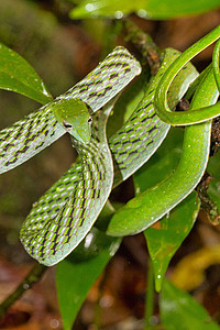 斯里兰卡辛哈拉贾国家公园雨林绿藤蛇 Sinharaja图片