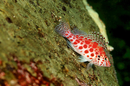 礁鱼 加拉帕戈斯群岛 加拉帕戈斯国家公园 联合国教科文组织世界遗产 太平洋 厄瓜多尔 美国图片