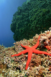 地中海红海星 西班牙卡尔内格里自然公园自然公园潜艇动物学动物多样性海洋野生动物荒野环境生物生物学图片