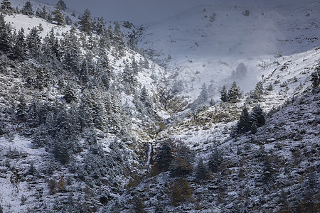 在阿拉贡俾里牛斯山脉的 雪地上的松树林里蓝色全景照片漩涡尾座远足公园松树动物群岩石图片