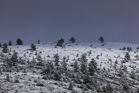 在阿拉贡俾里牛斯山脉的 雪地上的松树林里全景山毛榉季节森林蓝色远足植物群石头风景天空图片