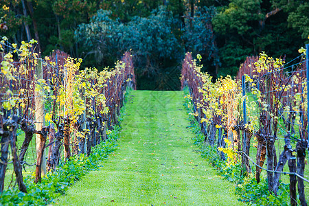 澳大利亚冬季期间的酒厂藤蔓收成乡村农村栽培葡萄园酿酒生长植物图片