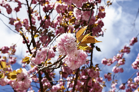 日本樱桃生长花瓣植物群叶子晴天植物粉色花园植物学樱花图片