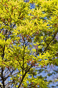 春春树叶子植物学季节性枝条晴天锯齿状植物红色绿色枫树图片