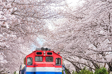 釜山火车 在金海的樱花之春之间季节铁路樱花植物群妖怪机车旅行吸引力地标车站图片