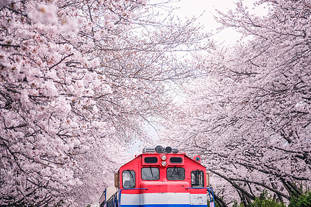 釜山火车 在金海的樱花之春之间吸引力节日地标妖怪机车城市溪流铁路旅行樱花图片