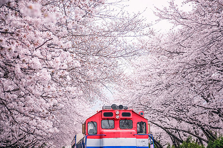 釜山火车 在金海的樱花之春之间吸引力节日地标妖怪机车城市溪流铁路旅行樱花背景图片