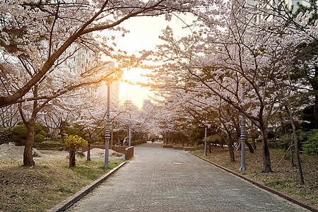 韩国首尔的春花花园樱花图片