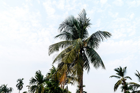 椰子树背景照片在秋季季节性主题背光但色彩鲜艳的日出天空 在阳光照亮的棕榈树 印度果阿海滩 自然地平线背景中的美季节异国日落晴天亚图片